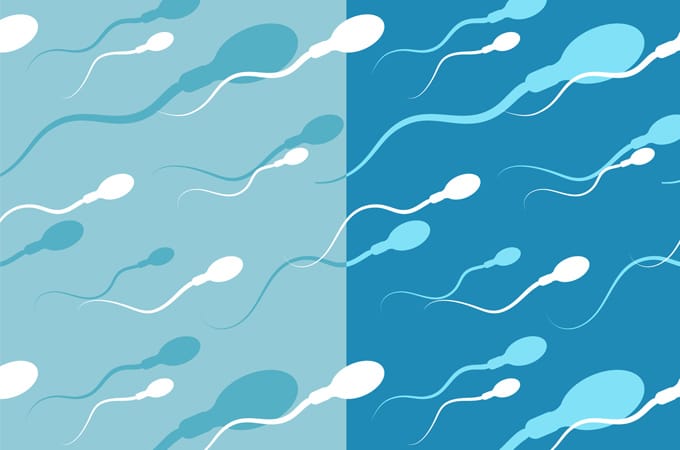 Sperm Adult