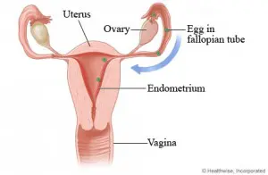 Problems with Ovulation: Common Cause Infertility