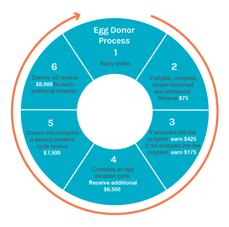 an Egg Donor Shady Grove Fertility