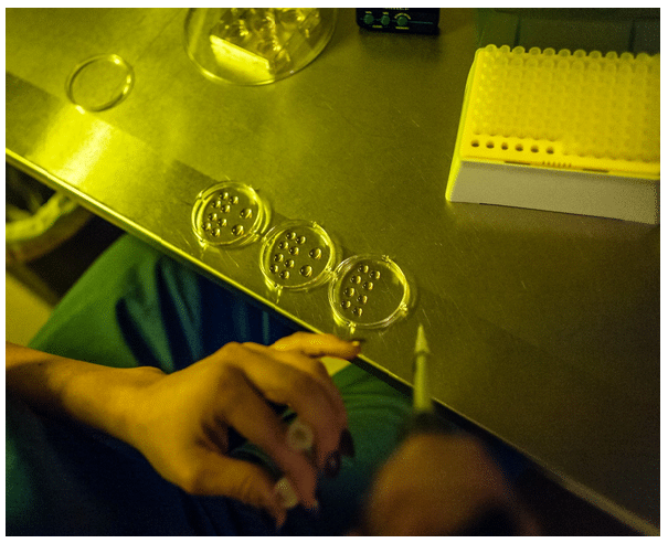 Egg Freezing and the Washington Post