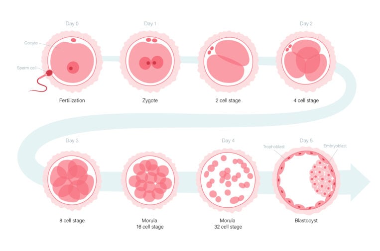 Understanding embryo grading in the IVF process 