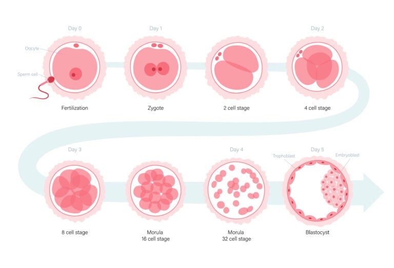 Understanding embryo grading in the IVF process 